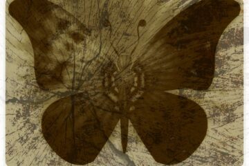 grunge butterfly - image from Pixabay